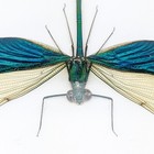 Blu gr Metal Wing Dragonfly Specimen Iridescent Neurobasis Chinensis Insect Gift