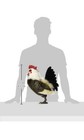 Hansa Rooster Plush  Large