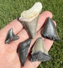 Fossil Megalodon Family  Mako  And Hemi Shark Tooth Lot Real Shark Teeth Fossils