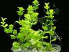 25 Bacopa Plants Live Aquarium Plants Aquascaping Planted Tank Beginner Easy 