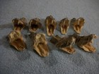 1 Real Animal Stuffed Western Diamondback Rattle Snake Taxidermy Head Mounted 