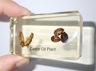Castor Oil Plant Seed 73x40x15 Mm Amber Clear Resin Block Education Aid Bk2a