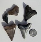 Nice Fossil Mako Sharks Teeth Lot Megalodon South Carolina Shark Tooth Teeth