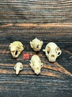 Real 5 Lot Animal Skulls Mink Wood Chuck Opossum Mount Craft Unique Art Head