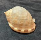 Cassidae Semicassis Saburon 65 7mm Malaga Spain 2009