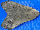 5 1 2 Inch Real Megalodon Shark Tooth Big Extinct Authentic Natural Teeth Meg