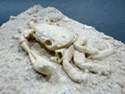 Potamon Fossilized Crab Museum Quality