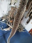 Bull Snake Skin Snake Hide Dry Tanned Bow Wrap Blanks Snake Art Nice 70 In  J5