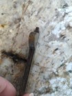 Antique Medical Or Veterinary Fleam  Bloodletting Tool Civil War Era Rare
