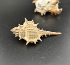 Murex Spiked Ribbed Shells Lot Of 3 Natural Brown White Collectible Perfect