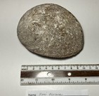 Haliotis Roei   Average Condition   114 Mm