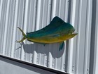 46  Bull Dolphin Two Sided Fish Mount - Quick Production