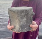 Huge  Aurora Fossil Whale Vertebra   Megalodon Food  Lee Creek North Carolina
