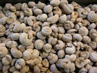 Snail Gastropod Fossils Cambrian 1 Pound 50 Plus Pieces