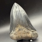 Top 1  Quality Megalodon Shark Tooth South Carolina 4 73    Serrated Killer