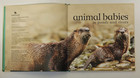 Animal Babies In Ponds And Rivers Book 2004 Children   s Nature   Wildlife Nfy