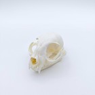 Natural Animal Skull Real Bone Specimen Taxidermy For Science Education   Gifts