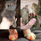 40pcs Colorful Cat Nail Caps - Soft Claw Covers With Glue   Applicator Tools