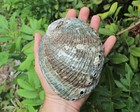 Large Natural Abalone Shell  5-6  Iridescent Seashells For Smudging   Crafts