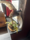 Taxidermy Bird 