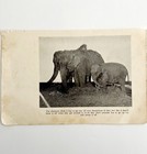 1930 Betty Bell Circus Print Elephant  Antique Carnival Ephemera 8 X 5