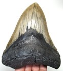 Megalodon Shark Tooth - Real Fossil Shark Teeth - 5 06    No Repairs Natural