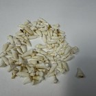 Lot Of 100 Assorted Small Coyote Teeth Real Cleaned Taxidermy Weird Goth  4150