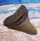Megalodon Shark Tooth 3 1 2  Sharks Teeth Big Jaw Fossil Real Megladon Classic
