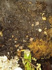 Adult Live Florida Flatcoil Land Snails 
