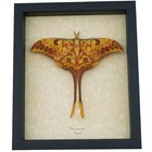 Real Framed Indonesian Moon Moth Actias Groenendaeli Resting Taxidermy Display
