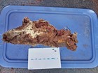  15   Manzanita Burl Wood Projects  Reddish Birdseye  Beautiful Color