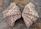 Bear Paw Clam Seashell Hippopus Hippopus  1 Shell Pair Approx  4  Inches 