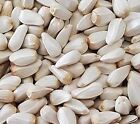 Safflower Seeds Dove Pigeon Squirrel Food Choose Size