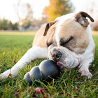 Extreme Dog Toy - Fetch   Chew Toy - Treat-filling Capabilities   Erratic Bounce