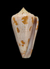 Shell Conus Cedonulli Cf Insularis St vincent 46 4 Mm
