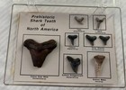 Vintage Prehistoric Shark Teeth North America Display Fossils Great White Mako