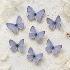 7 Real Blue Butterfly Specimens Spread Wings 2-2 6cm Diy Insect Art
