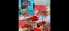 Premium Flowerhorn - 1 Boy Super Red Monkey 3 Inches A    Fast Usa Shipping