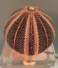 Vintage Sea Urchin Shell Night Light Accent Table Lamp Clear Lucite Base Working