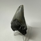 Megalodon Shark Tooth 2 91    Natural - Serrated Fossil - Authentic - Rare 19340