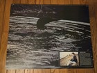 The Common Loon Anatomical Portfolio Oversized Wildlife Artist Reference