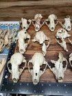 Big Lot Of Real Racoon Coyote Small Animal Skulls Jaws Teeth Bone Collection 