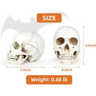Realistic Human Skull Model Removable Jaw Scary Halloween Skeleton Resin Skull