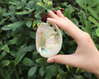 Small Abalone Shell  Seashell 2 5  - 3 5  - For Smudging  Burning Sage Sticks