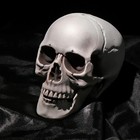 All Size Human Skull Head Skeleton Halloween  Free Shipping