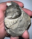 Moroccan Pre Dinosaur Fossil Trilobite Hollardops 1 75 Inches  