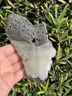 Natural Beautiful 5 20    Megalodon Tooth Fossil Shark Teeth