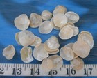   Jingle Shells   Creme ivory golden   25    Shellcraft   Sailor s Valentines  