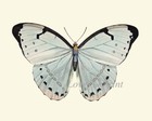 Blue Butterfly Wall Art Set Of 4 Prints Beautiful Antique Vintage Unframed