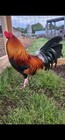 Gilliam Lacy Roundhead One Doz Gamefowl Hatching Eggs